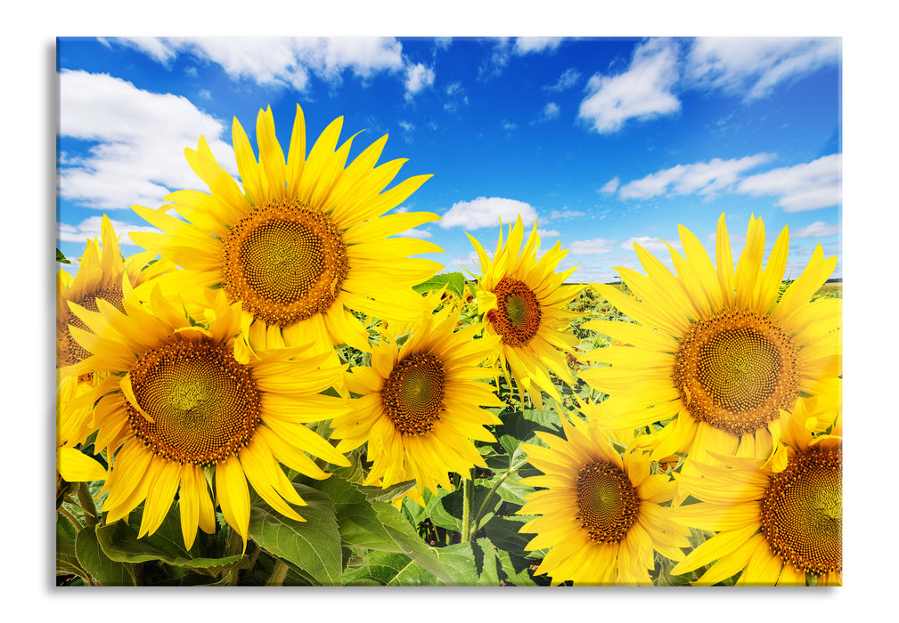 Pixxprint Sonnenblumenwiese unter Himmel, Glasbild