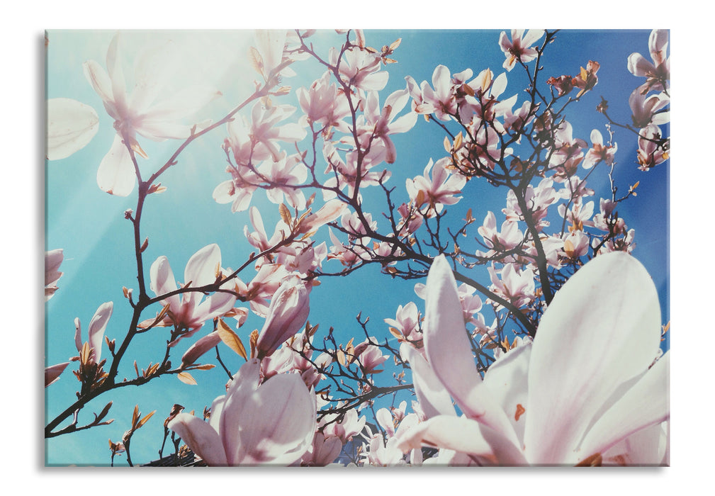 Pixxprint Zarte Rosa Magnolie Blüten, Glasbild