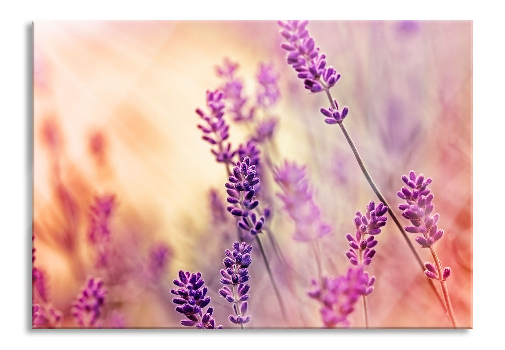 Pixxprint Eleganter Lavendel, Glasbild