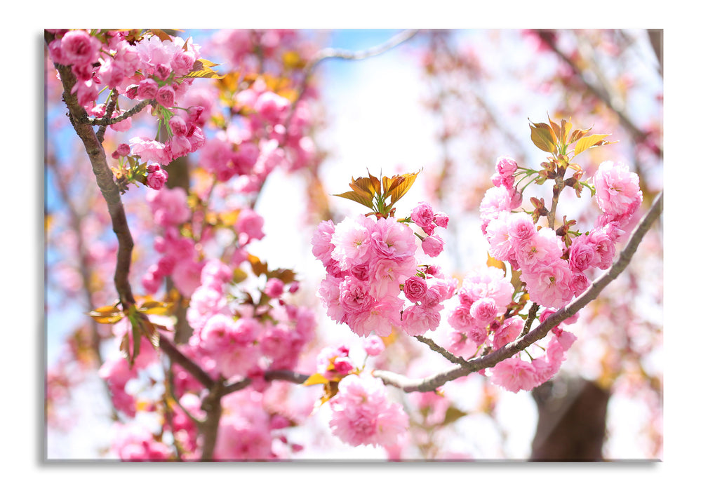 Pixxprint Schöne Kirschblüten, Glasbild