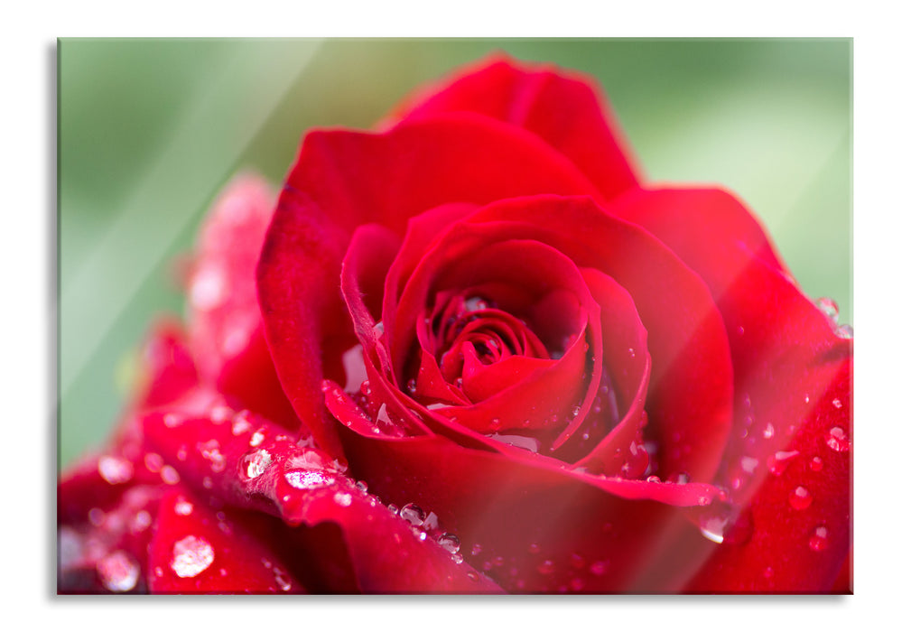 Pixxprint Rose mit Wassertropfen, Glasbild