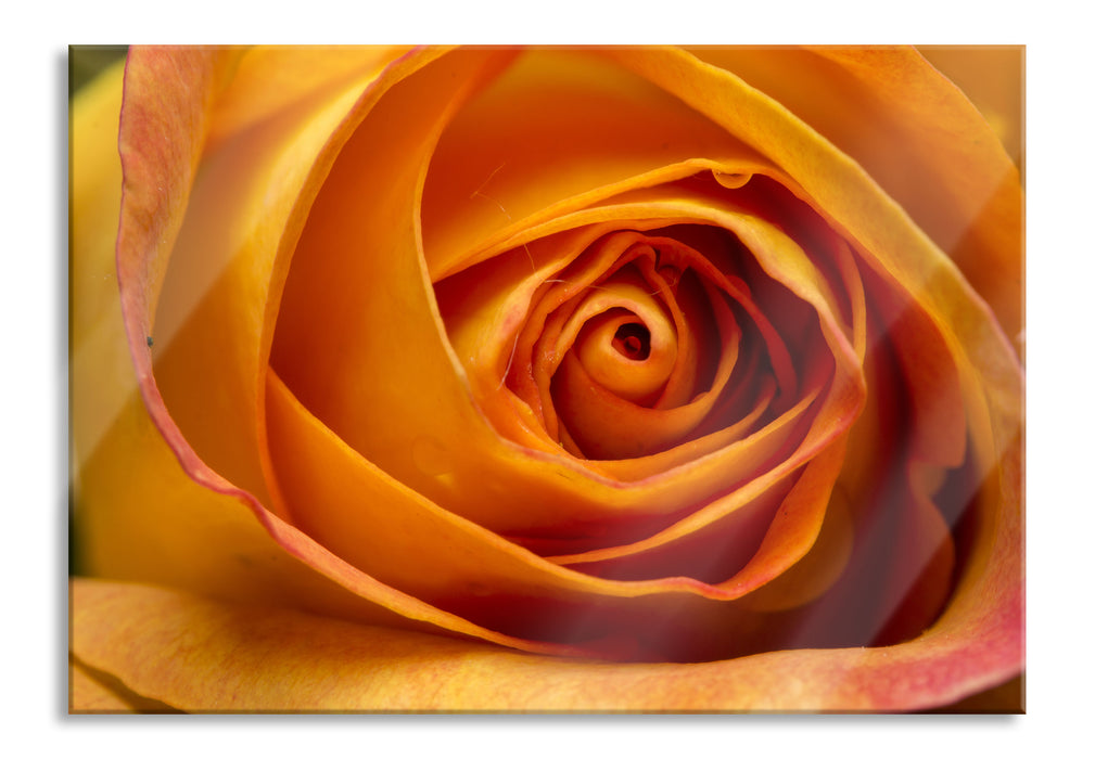 Pixxprint Anmutige gelbe geschlossene Rose, Glasbild