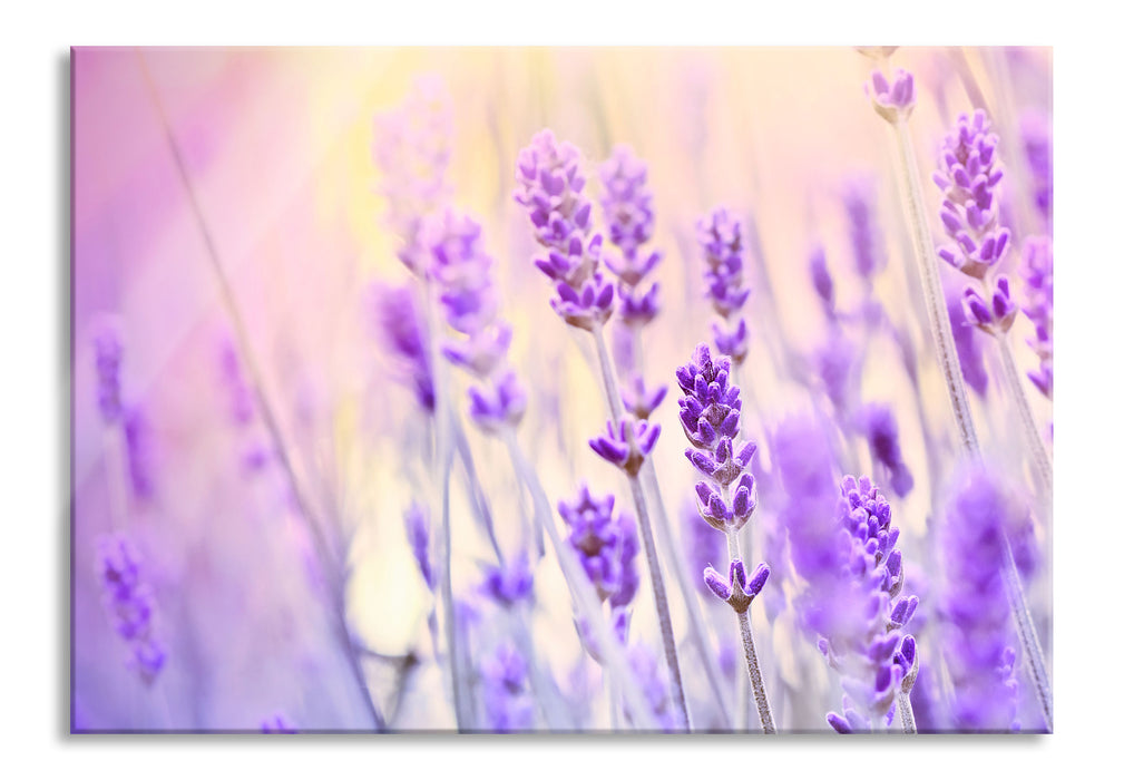 Pixxprint Lavendel im Retro Look, Glasbild