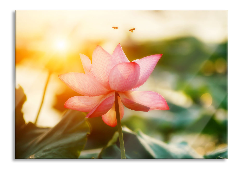 Pixxprint Lotus im Abendlicht, Glasbild