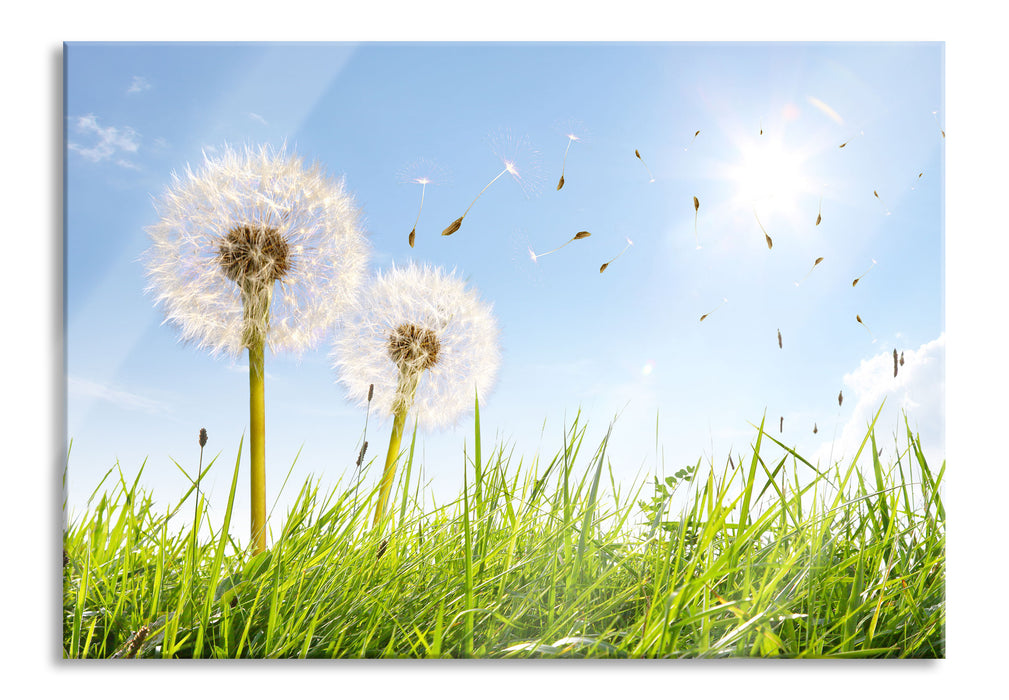 Pixxprint Pusteblumen auf Frühlingswiese, Glasbild