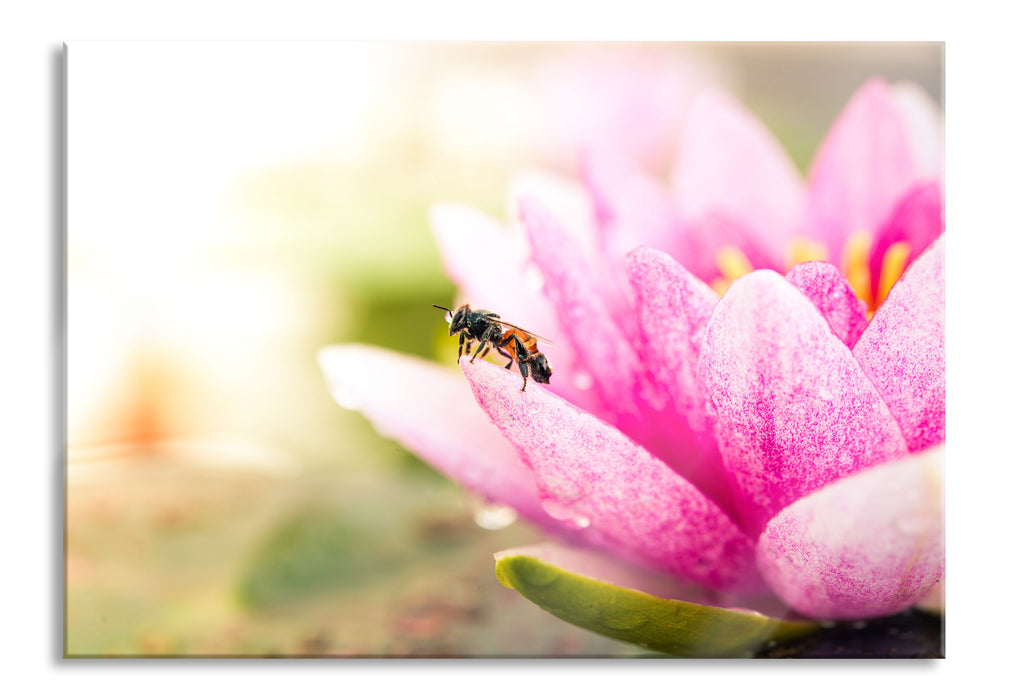 Pixxprint Winziges Biene auf Seerosenblüte, Glasbild