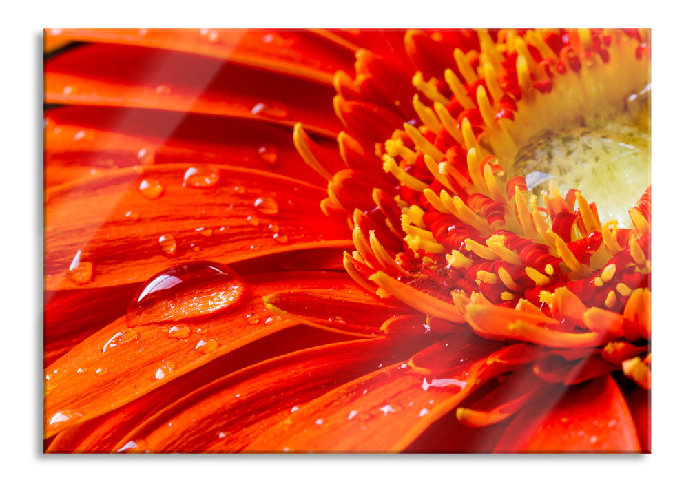 Pixxprint Gerbera mit Wassertropfen, Glasbild