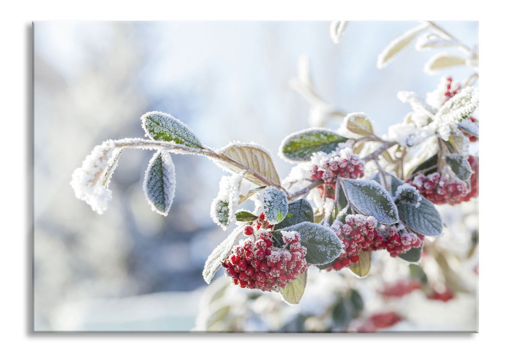 Pixxprint Vogelbeeren im Winter, Glasbild