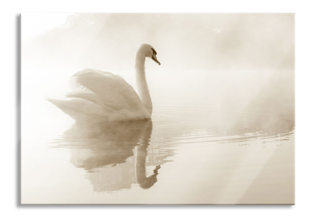Pixxprint Schwan im Morgennebel, Glasbild