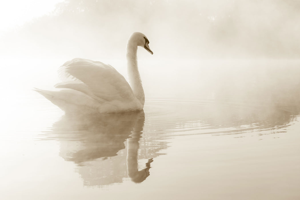 Schwan im Morgennebel, Glasbild