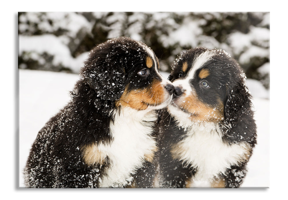 Pixxprint Bernersennen Hunde Welpen, Glasbild