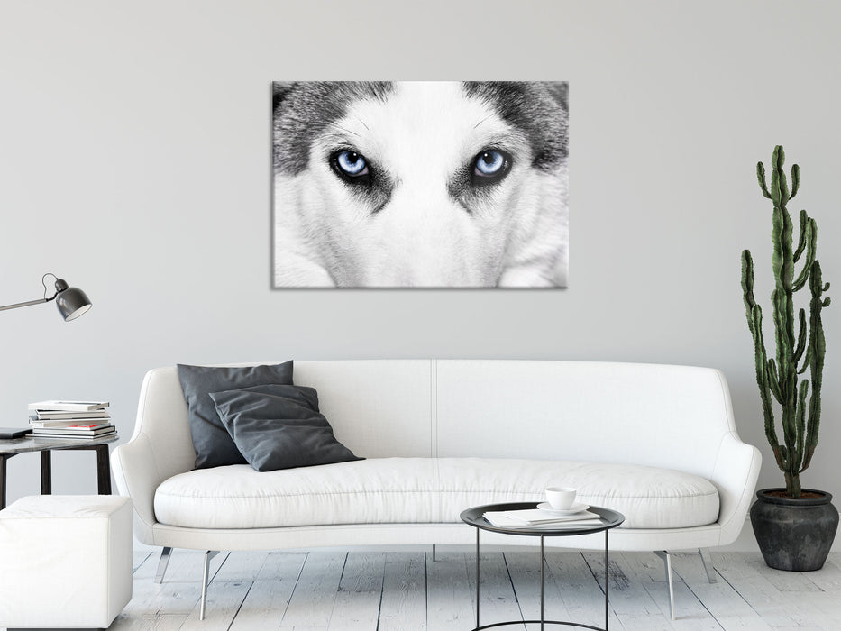 Husky mit Eisblauen Augen, Glasbild