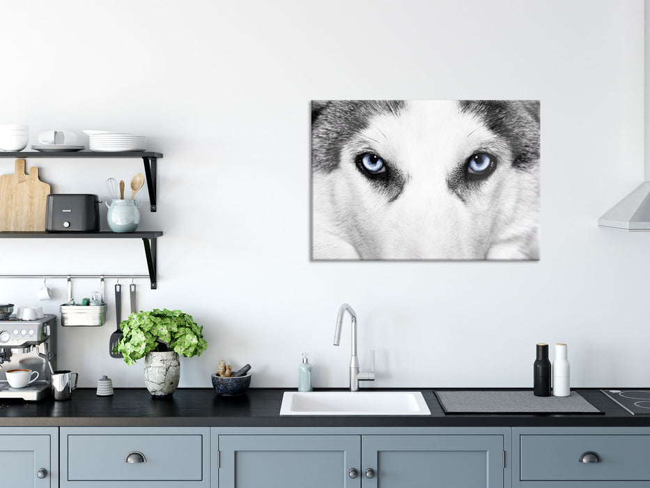 Husky mit Eisblauen Augen, Glasbild