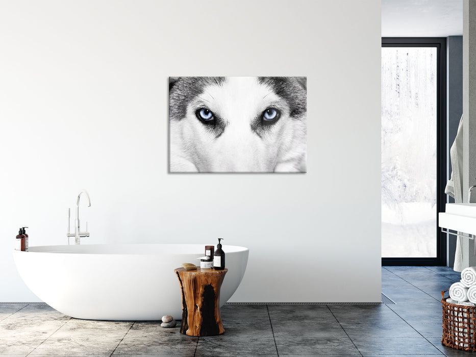 Husky mit Eisblauen Augen, Glasbild