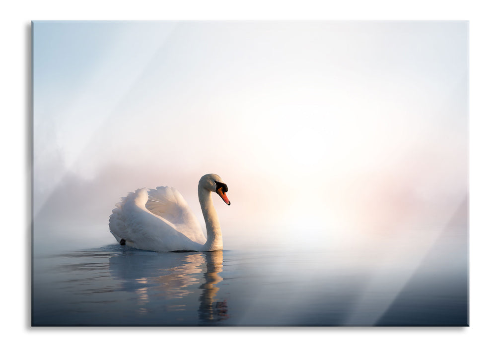 traumhafter weißer Schwan im See, Glasbild