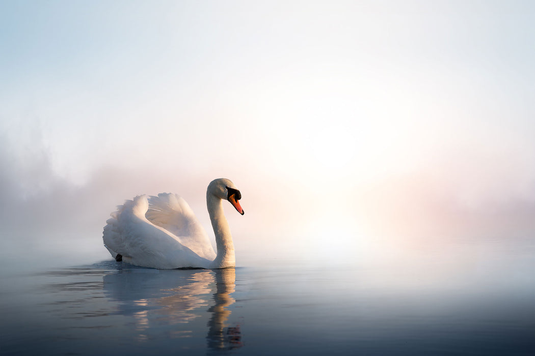 traumhafter weißer Schwan im See, Glasbild