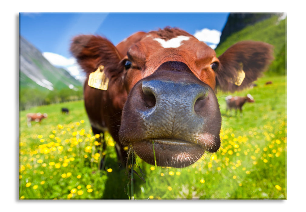 Pixxprint Alpen Kuh auf Bergwiese, Glasbild