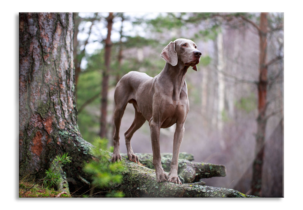 Edler Weimaraner im Wald, Glasbild