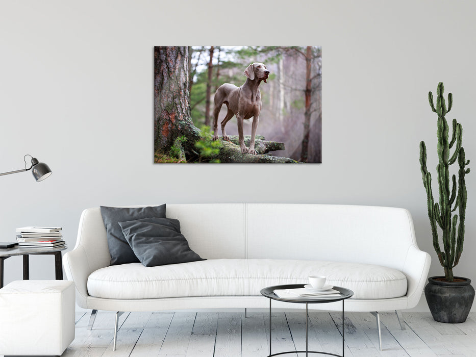 Edler Weimaraner im Wald, Glasbild