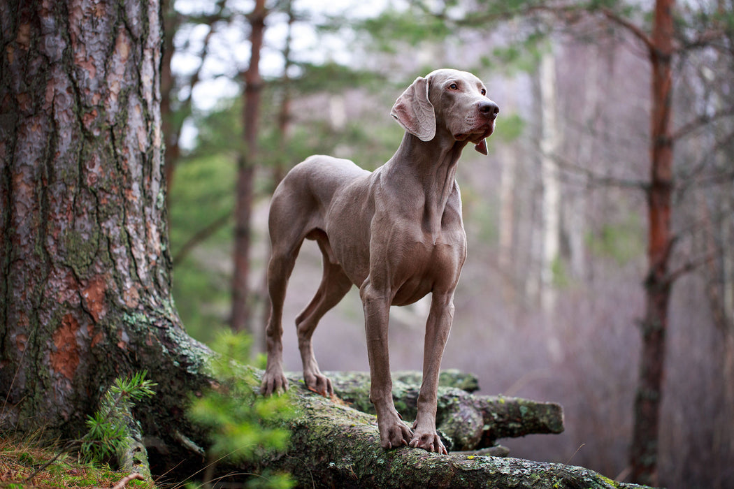 Edler Weimaraner im Wald, Glasbild