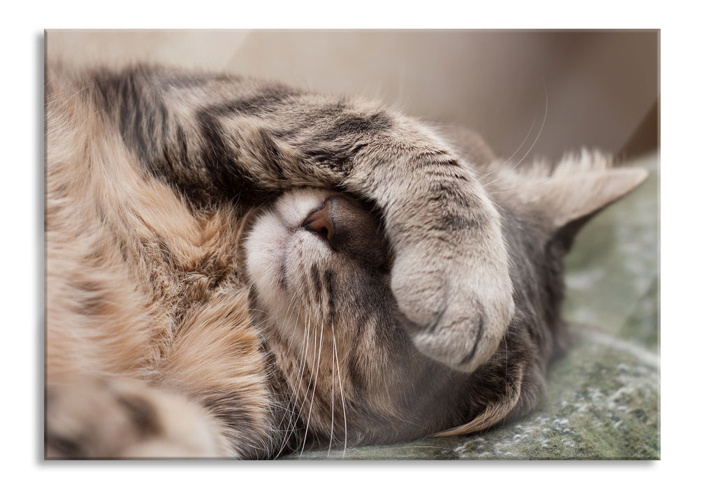 Pixxprint Schüchterne niedliche Katze, Glasbild