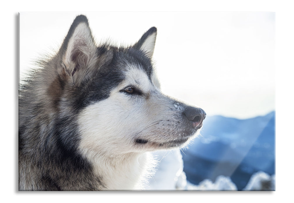 Pixxprint Süßer Husky im Schnee, Glasbild