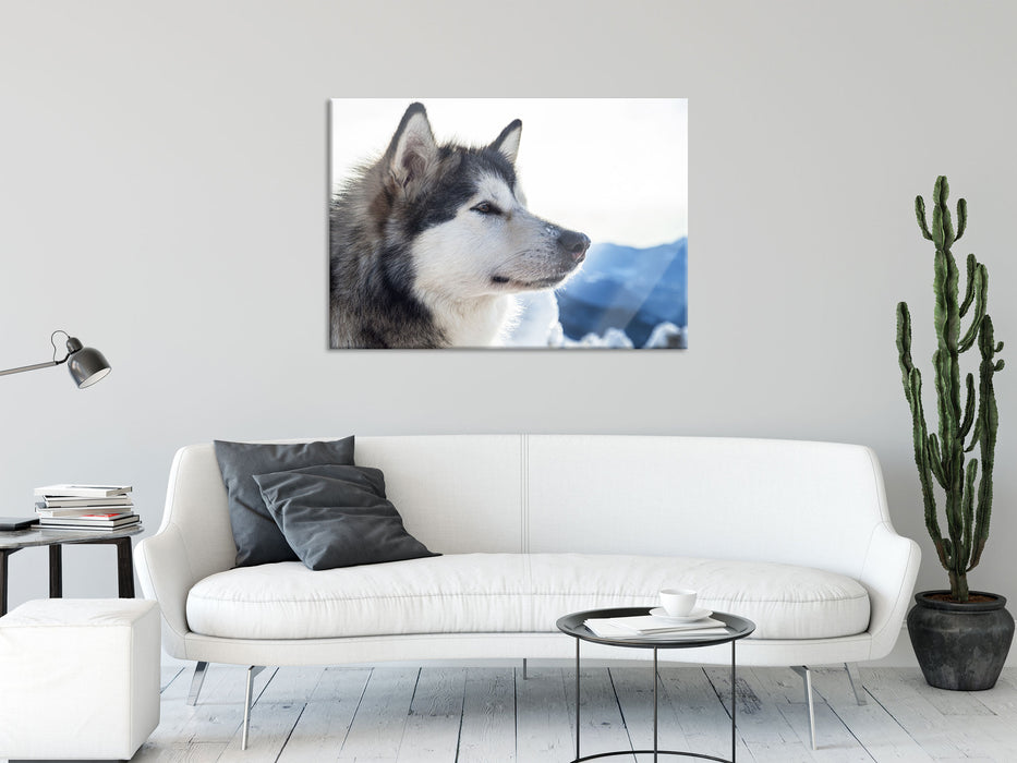 Süßer Husky im Schnee, Glasbild