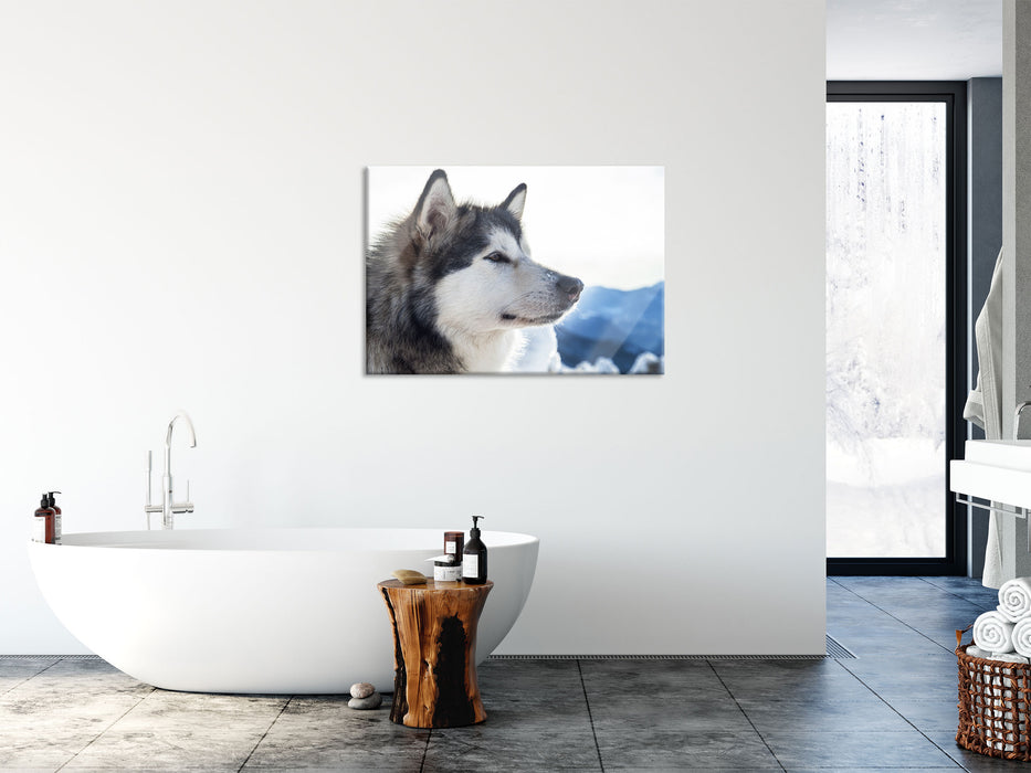 Süßer Husky im Schnee, Glasbild