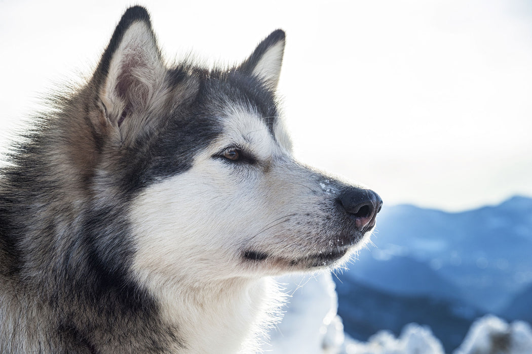 Süßer Husky im Schnee, Glasbild