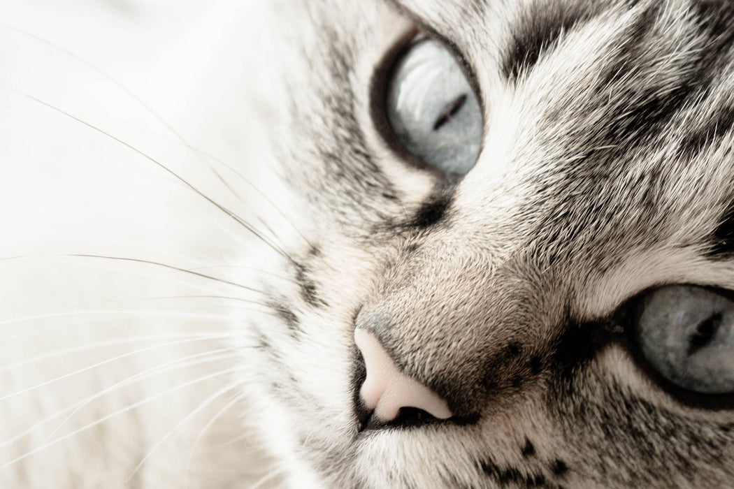 Große Katzenaugen, Glasbild