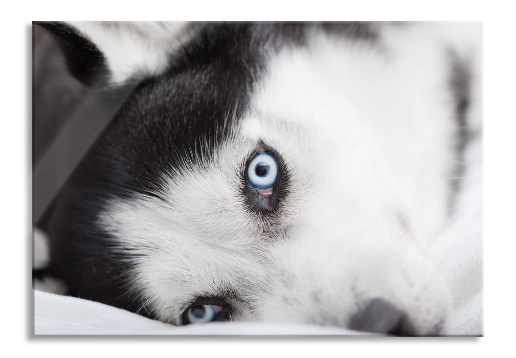 Pixxprint Husky mit Eisblauen Augen im Bett, Glasbild