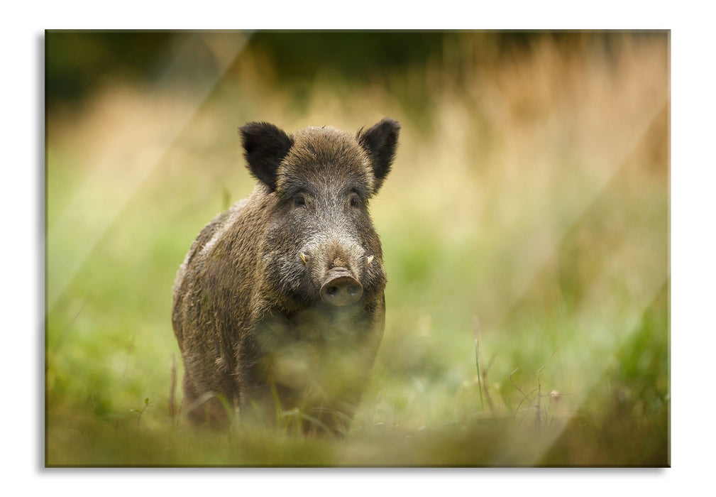 Stolzes Wildschwein im Wald, Glasbild