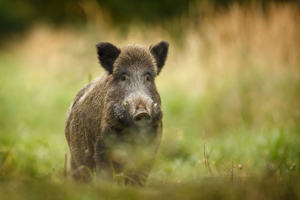 Stolzes Wildschwein im Wald, Glasbild