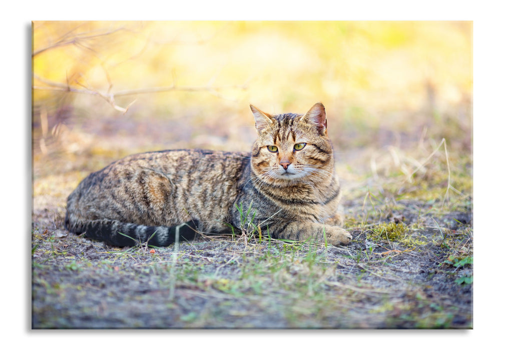 Ruhende Katze im Wald, Glasbild