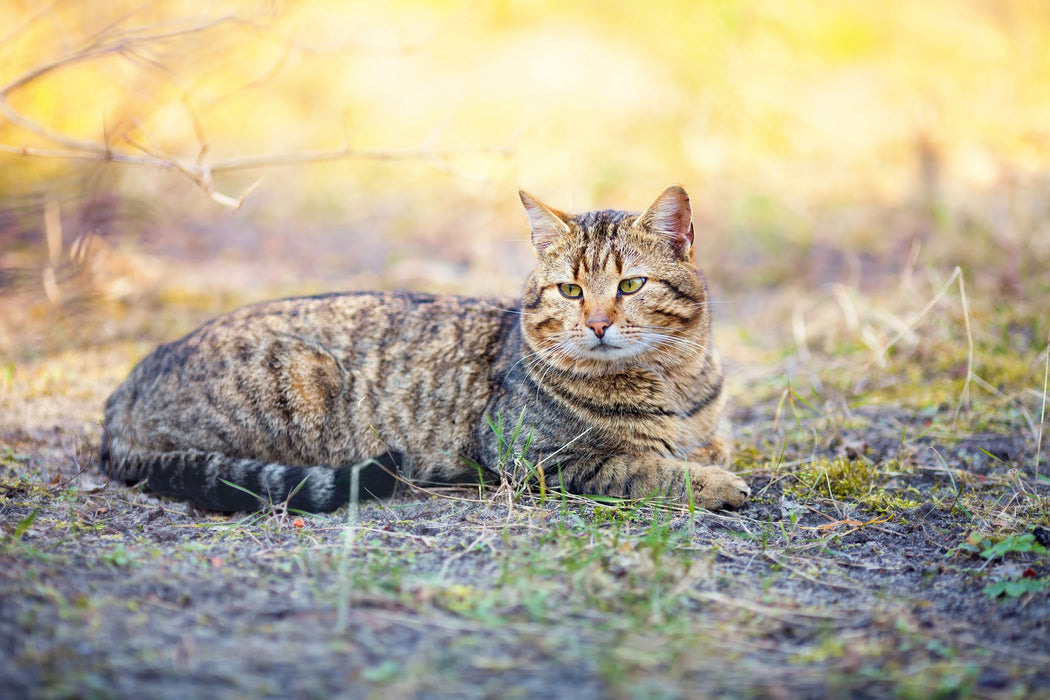 Ruhende Katze im Wald, Glasbild