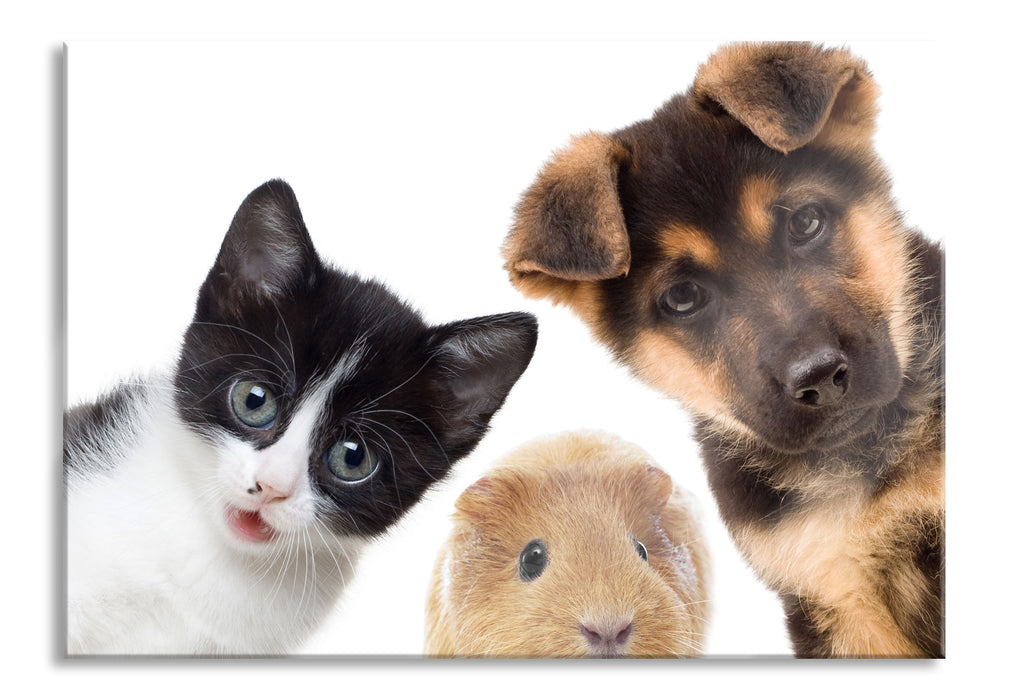 Pixxprint Trio Hund Katze Meerschwein, Glasbild