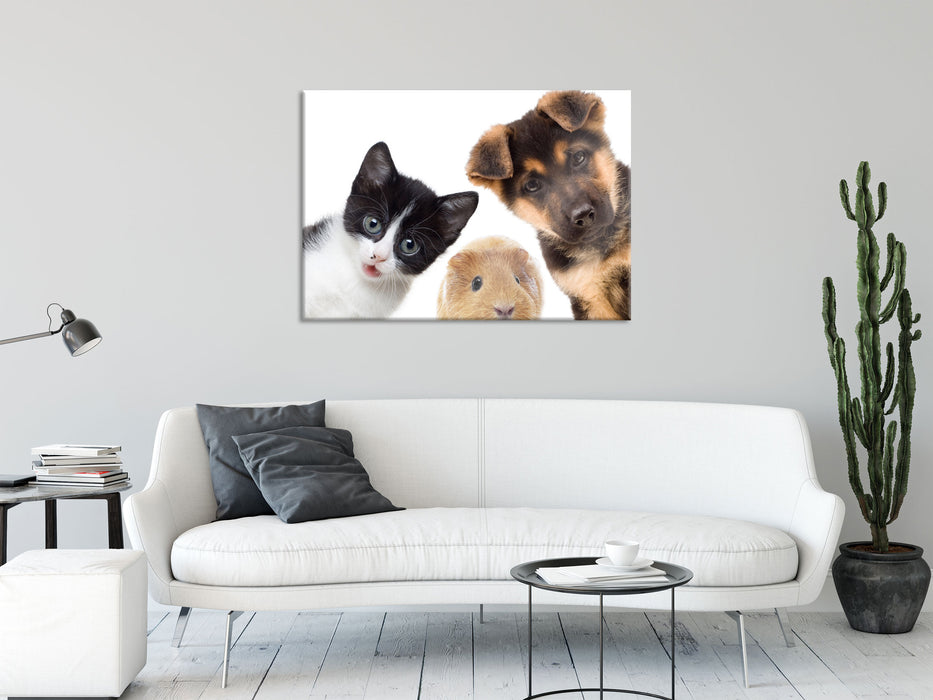 Trio Hund Katze Meerschwein, Glasbild