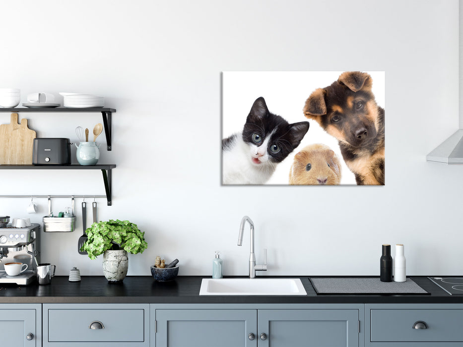 Trio Hund Katze Meerschwein, Glasbild