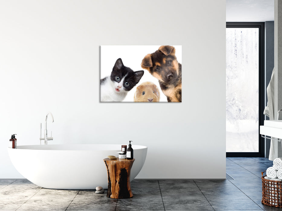 Trio Hund Katze Meerschwein, Glasbild