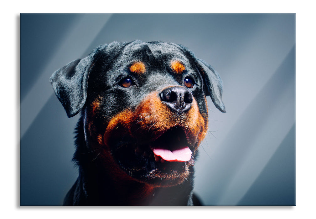 Treuer Rottweiler, Glasbild