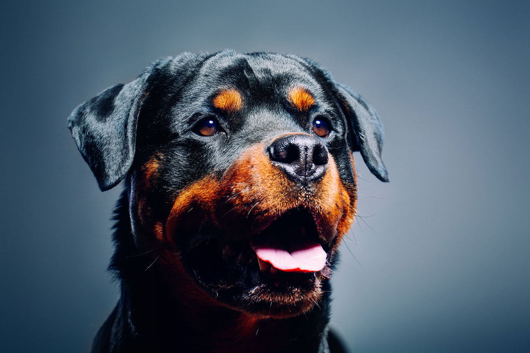 Treuer Rottweiler, Glasbild