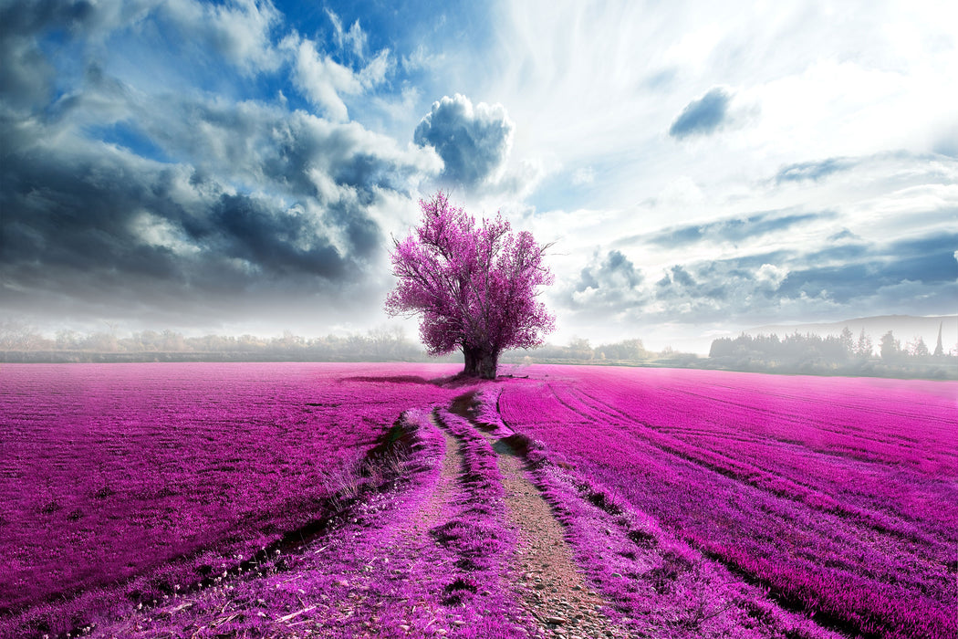 Pinkes Feld mit pinkem Baum, Glasbild