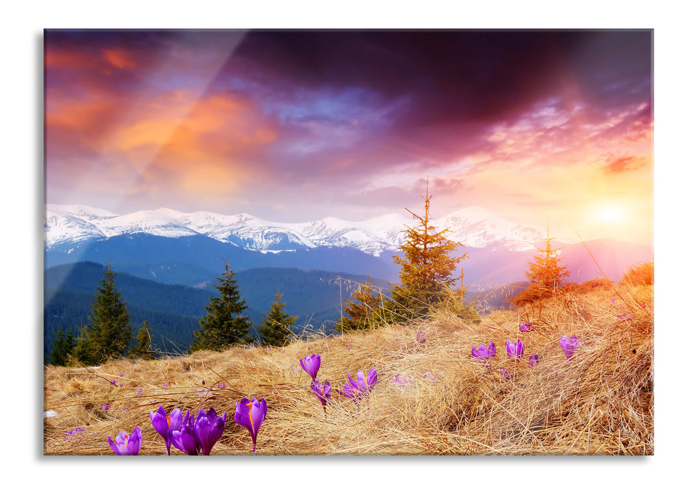 Pixxprint Krokusse auf Hochalmwiese in Alpen, Glasbild