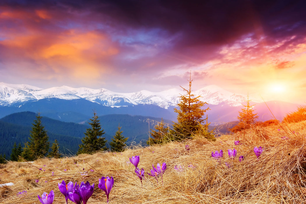 Krokusse auf Hochalmwiese in Alpen, Glasbild