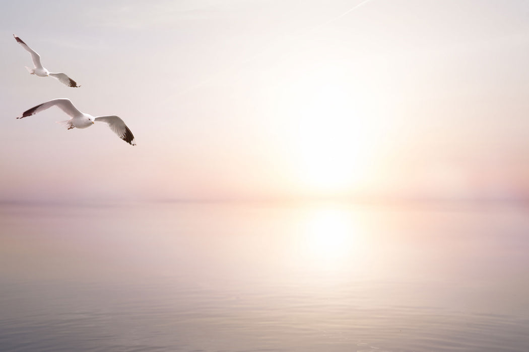 Möwen am Meer bei Sonnenaufgang, Glasbild