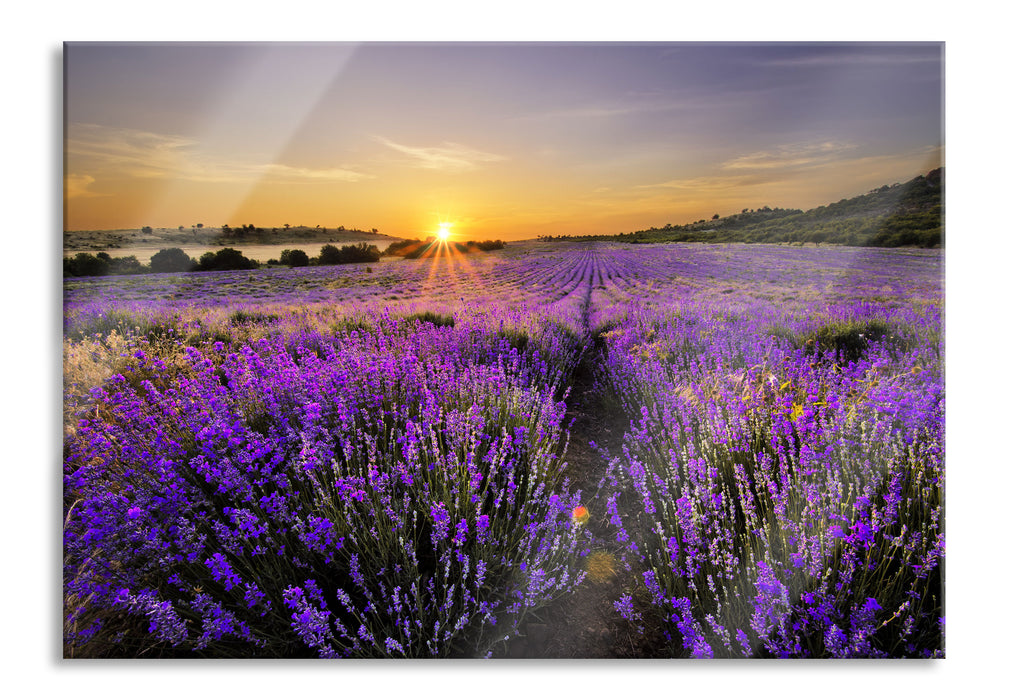 Pixxprint Lavendelfeld in Frankreich, Glasbild