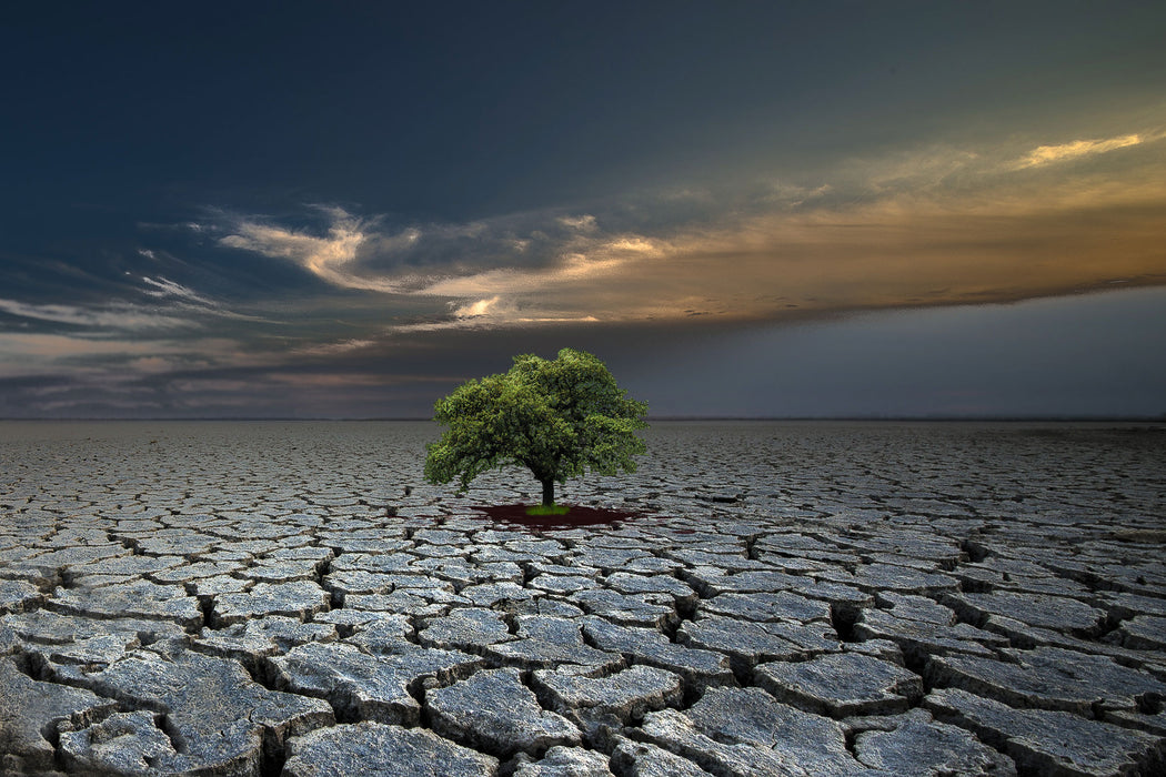 Der Baum im Boden, Glasbild