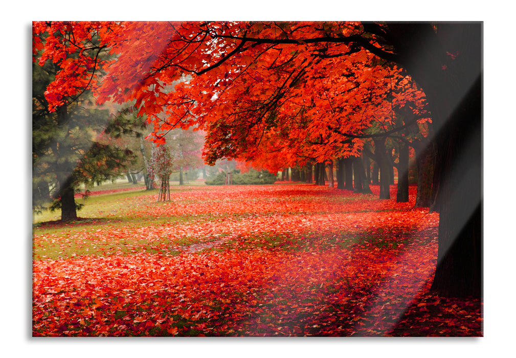 Rot gefärbter Park im Herbst, Glasbild