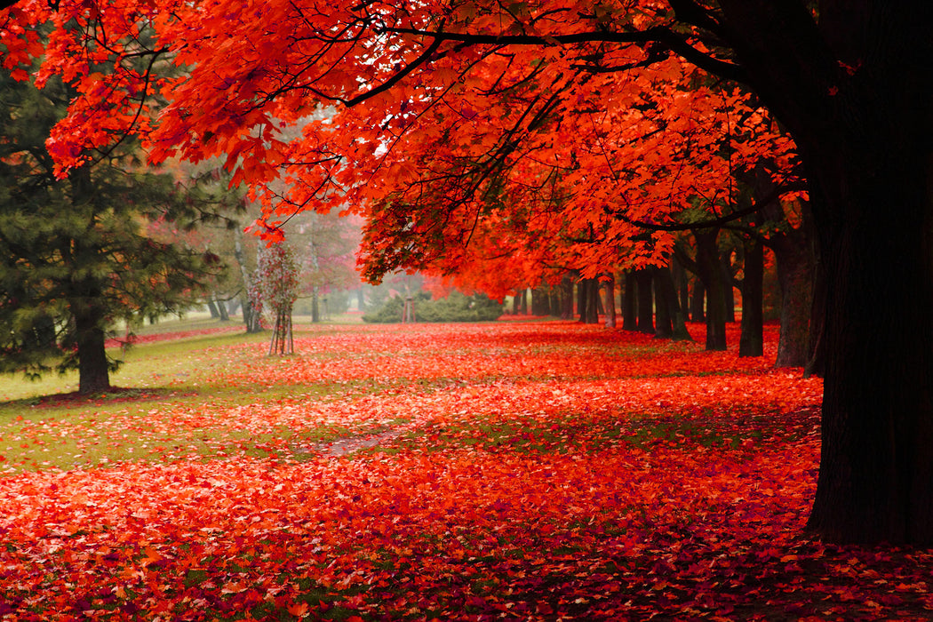 Rot gefärbter Park im Herbst, Glasbild