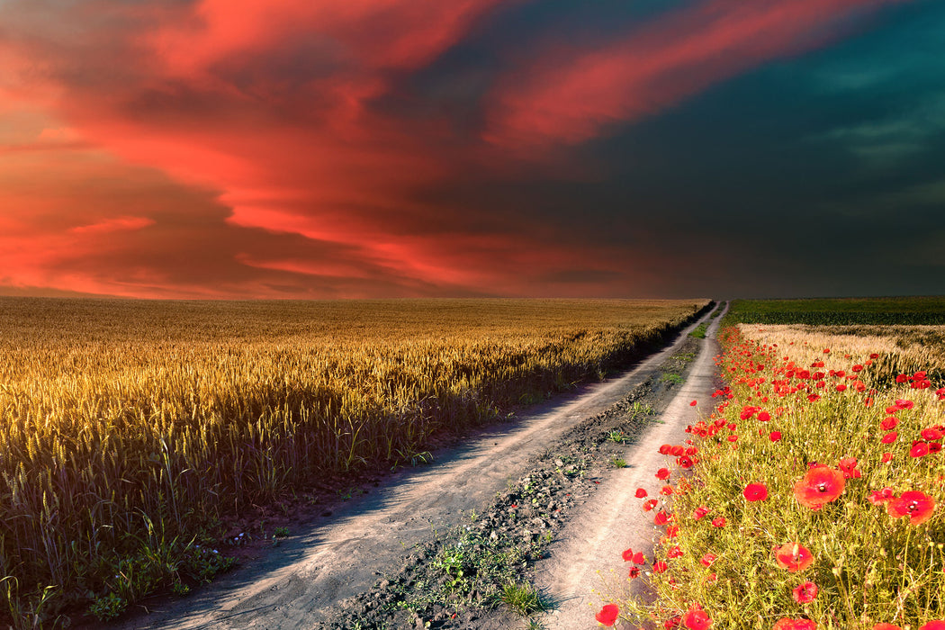 Getreidefeld mit Mohnblüten, Glasbild